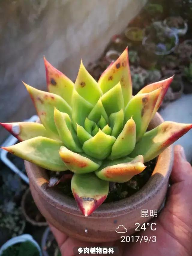 夕阳西下，养多肉的人没有在天涯，在家！