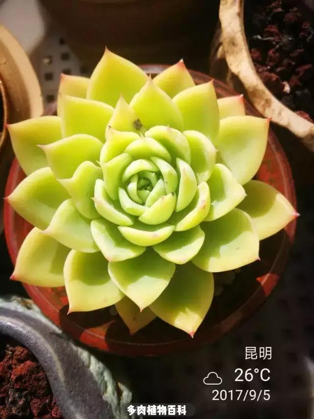 夕阳西下，养多肉的人没有在天涯，在家！