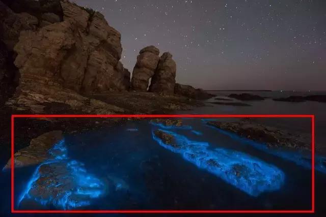 国内看荧光海最好看的地方,世界上最梦幻的荧光海