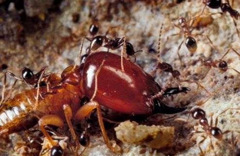 世界泰坦昆虫,可怕昆虫介绍