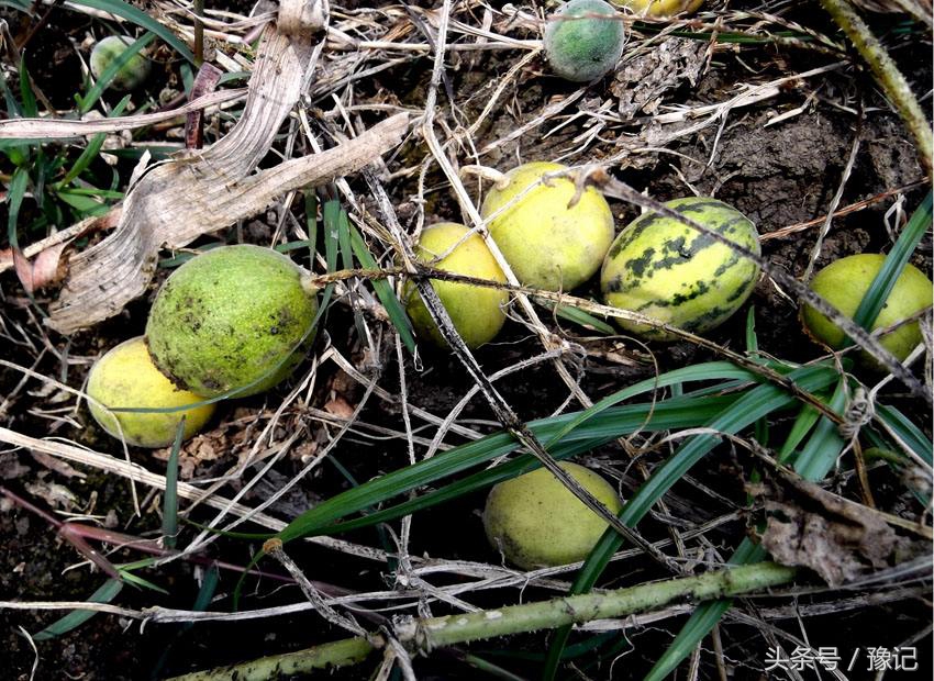 不会掂镰割草，你就算不上地道的河南农村娃