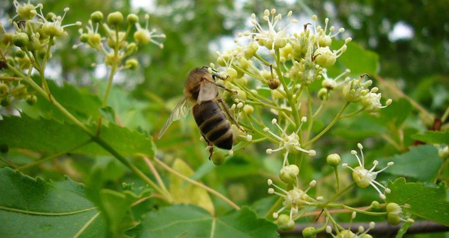 100种农业经济作物,有哪些种植业赚钱的