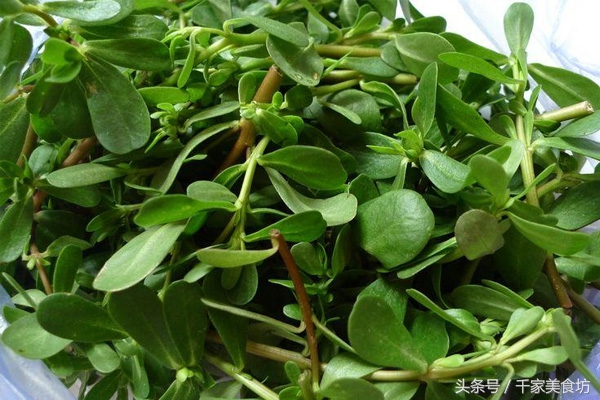 冻马齿苋的吃法大全,干马齿笕的吃法与妙用