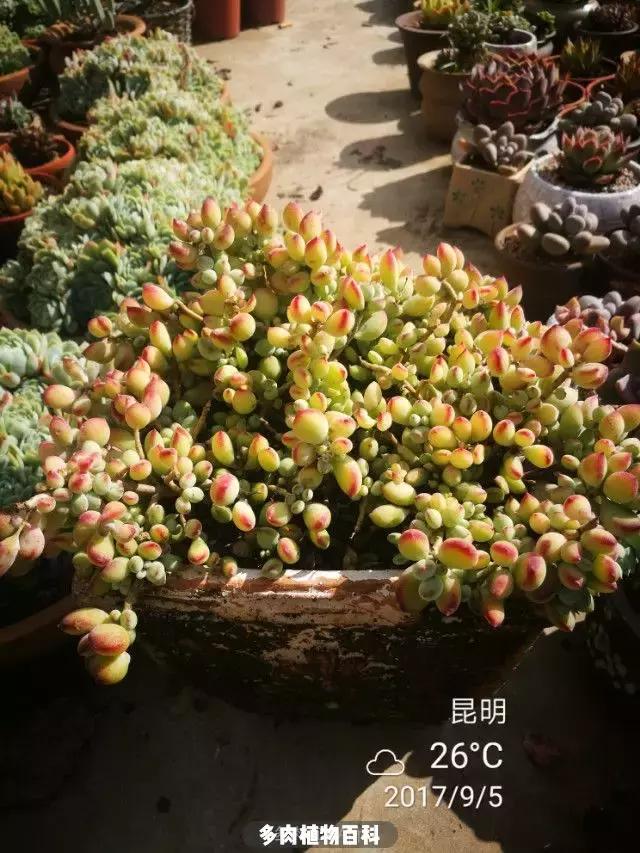 夕阳西下，养多肉的人没有在天涯，在家！