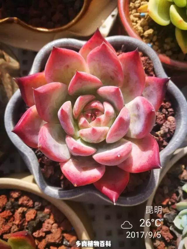 夕阳西下，养多肉的人没有在天涯，在家！