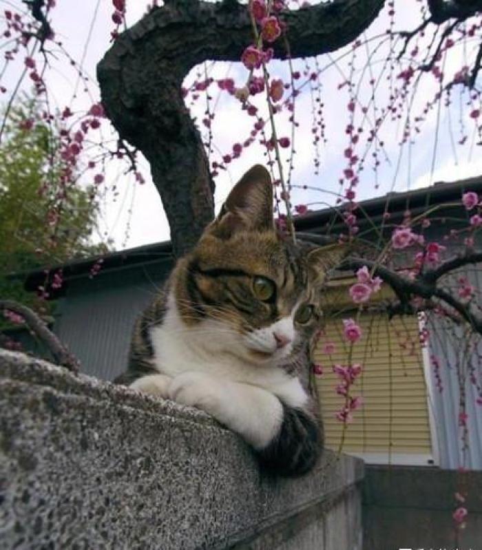 唐诗第一名杜甫,排名第一的唐诗