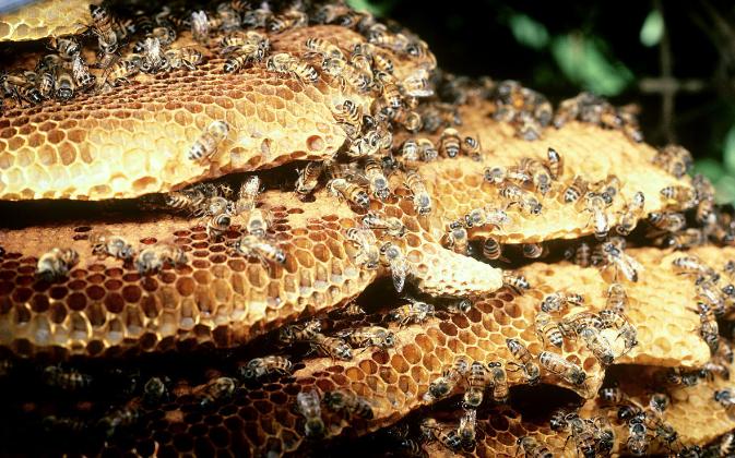 世界泰坦昆虫,可怕昆虫介绍