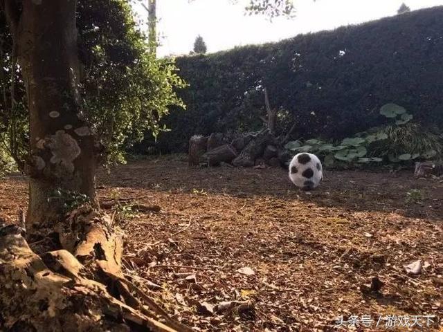 变戏精的猫,风情万种的猫