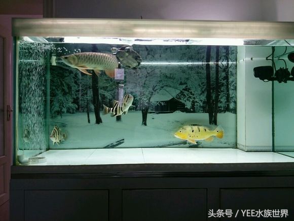 只加硝化细菌不换水能降低氨氮,每次换水之后必须加硝化细菌吗