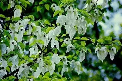 太精辟！一句话形容贵州88区县，看到自己的家乡笑死了！哈哈哈