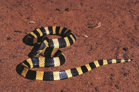 最毒的蛇怕什么,最毒的毒蛇银环蛇