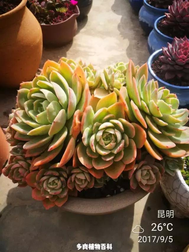 夕阳西下，养多肉的人没有在天涯，在家！