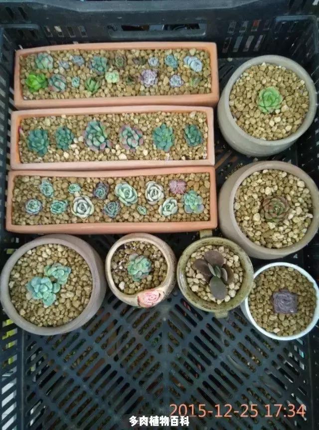 夕阳西下，养多肉的人没有在天涯，在家！