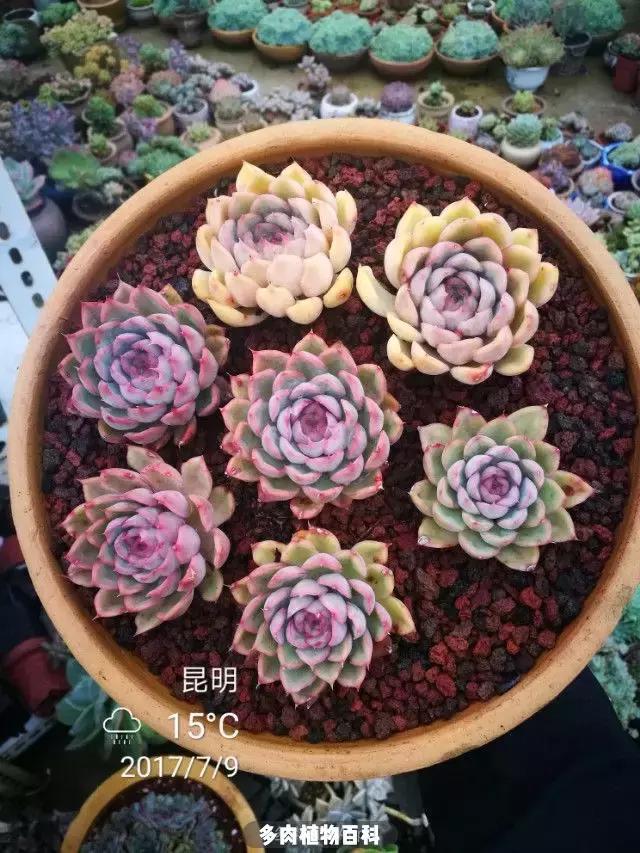 夕阳西下，养多肉的人没有在天涯，在家！