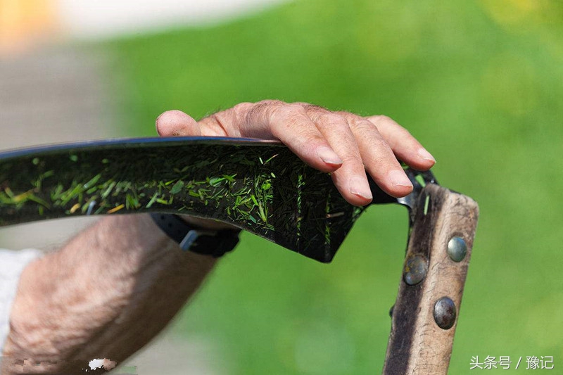 不会掂镰割草，你就算不上地道的河南农村娃