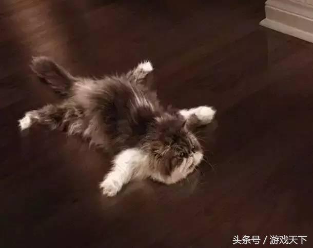 变戏精的猫,风情万种的猫