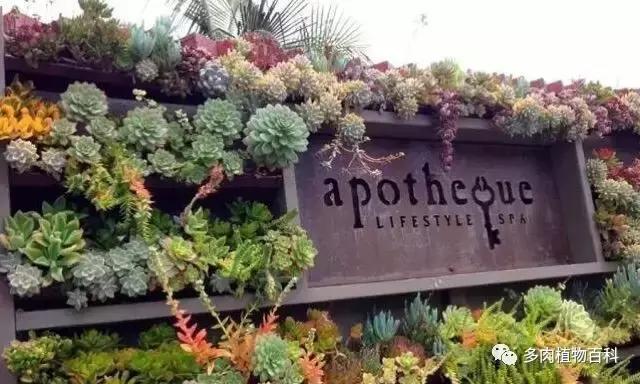 11岁小肉友的投稿：当多肉遇见盛夏的那场雨