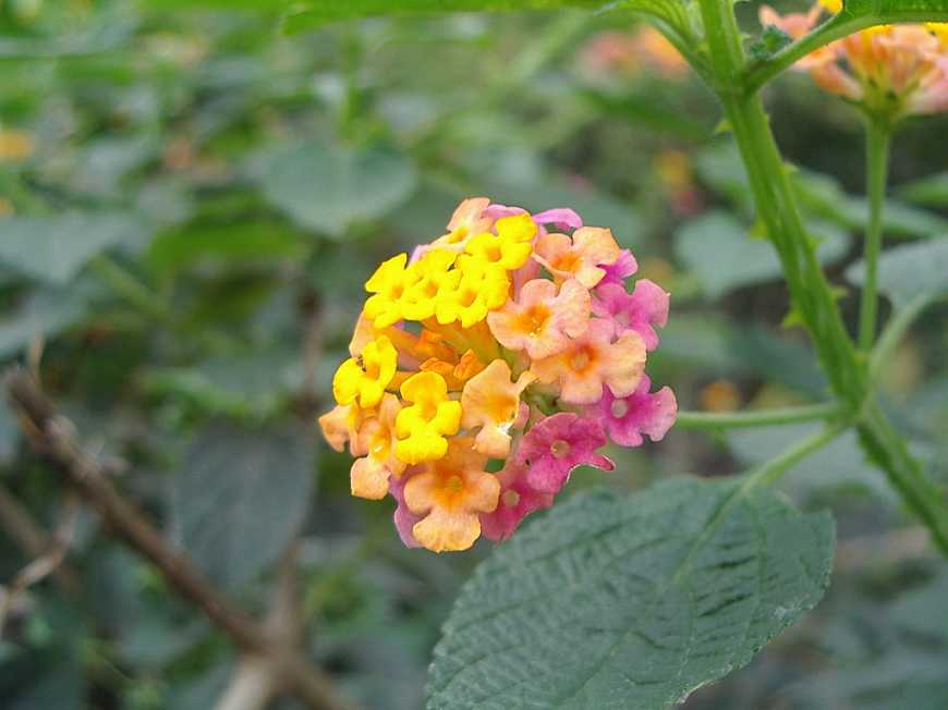 潮汕青草药别名,潮汕青草药别名大全