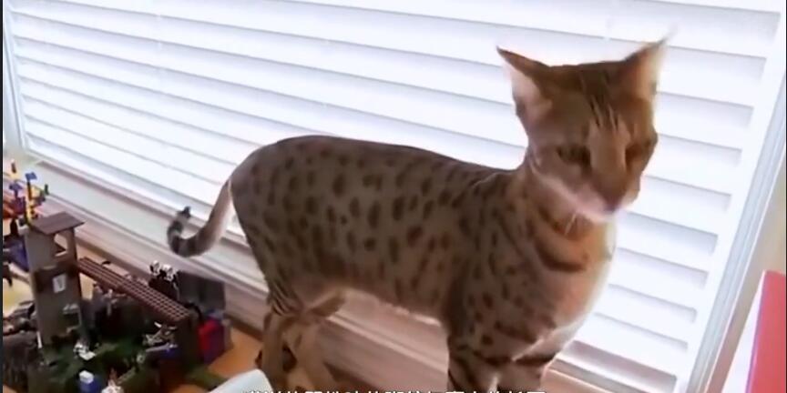 中国最贵的十种宠物猫,最贵的宠物猫有哪些