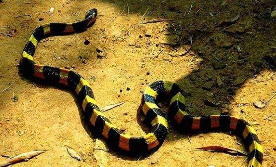 最毒的蛇怕什么,最毒的毒蛇银环蛇