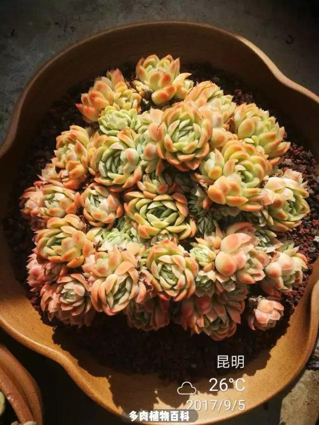 夕阳西下，养多肉的人没有在天涯，在家！