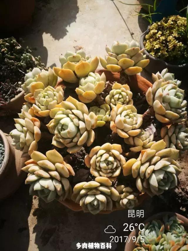 夕阳西下，养多肉的人没有在天涯，在家！