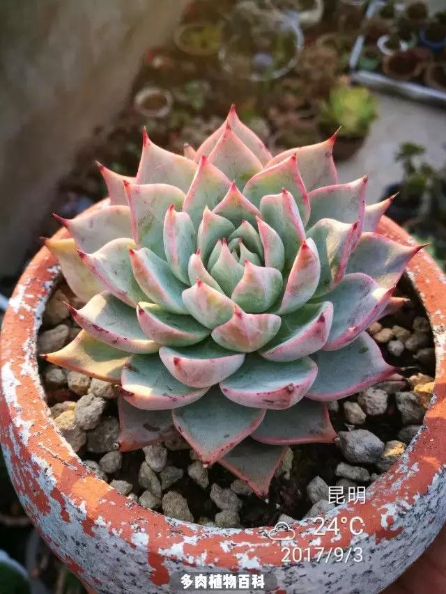 夕阳西下，养多肉的人没有在天涯，在家！