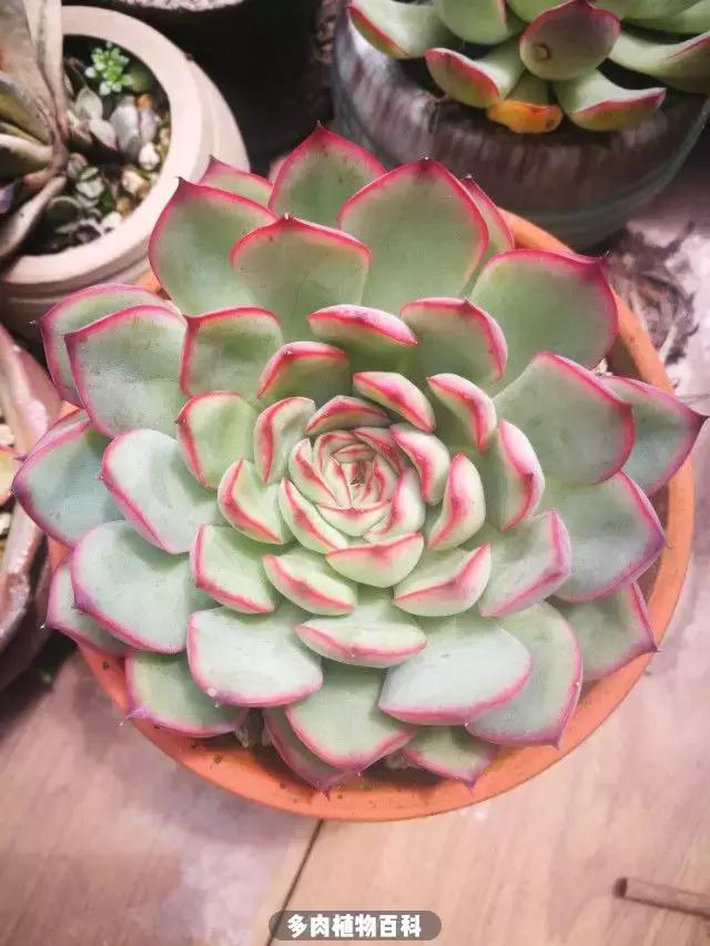 夕阳西下，养多肉的人没有在天涯，在家！