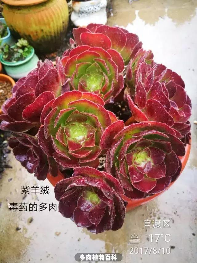 夕阳西下，养多肉的人没有在天涯，在家！