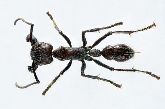 世界泰坦昆虫,可怕昆虫介绍