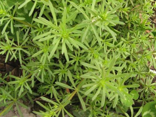 潮汕青草药别名,潮汕青草药别名大全