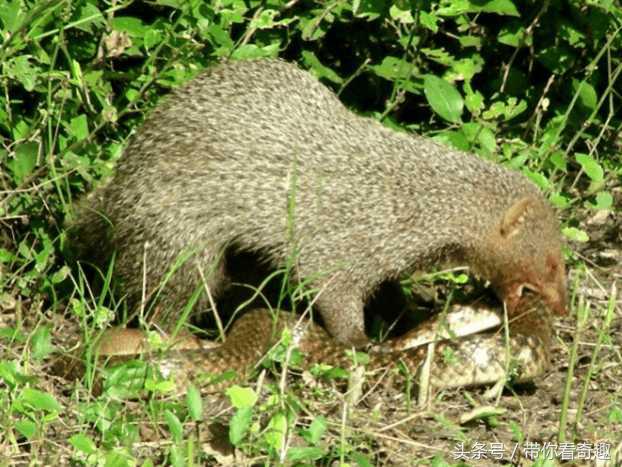 平头哥最害怕的毒蛇是什么蛇,平头哥就是毒蛇的克星吗