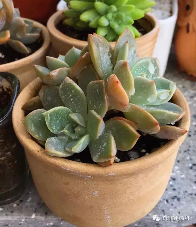 11岁小肉友的投稿：当多肉遇见盛夏的那场雨