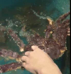 正宗南京活蟹料理,最好吃的活蟹料理