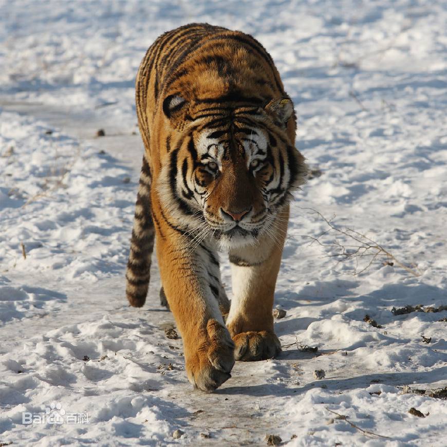 12生肖中牛是大属相还是小属相,在12生肖中哪个属相是最好的