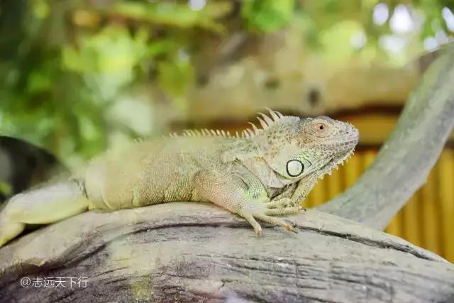 小女孩的三亚游,三亚合适小朋友玩的景区