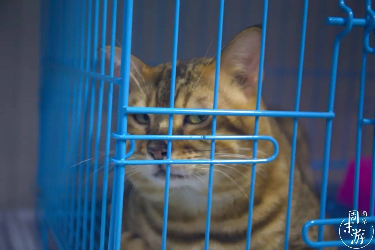 逛花鸟鱼虫市场的视频,逛各种花鸟市场