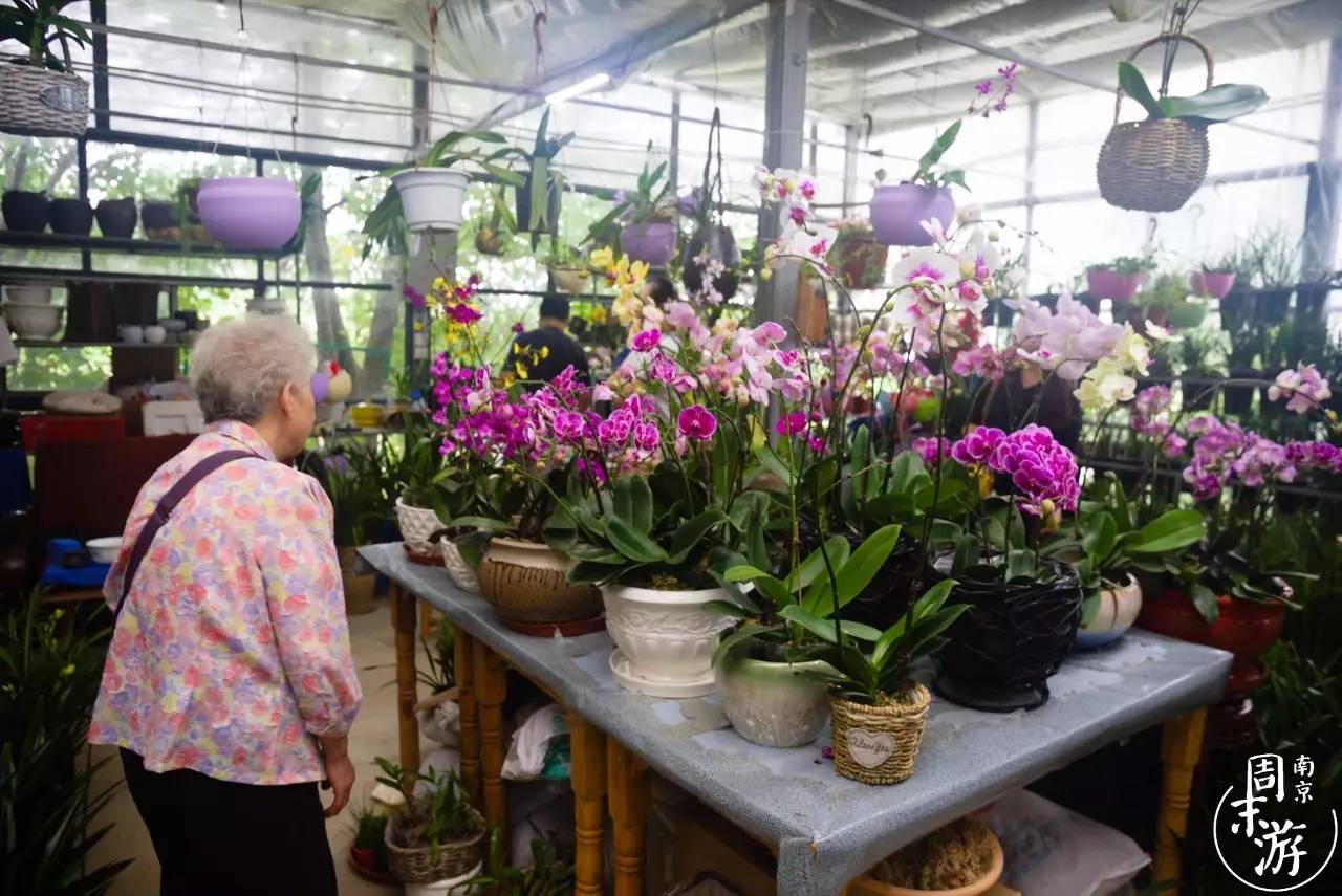 逛花鸟鱼虫市场的视频,逛各种花鸟市场