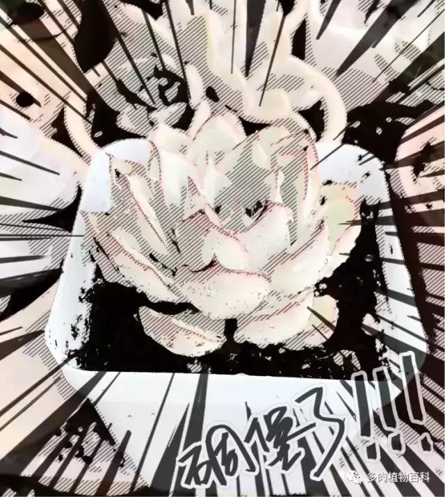 11岁小肉友的投稿：当多肉遇见盛夏的那场雨