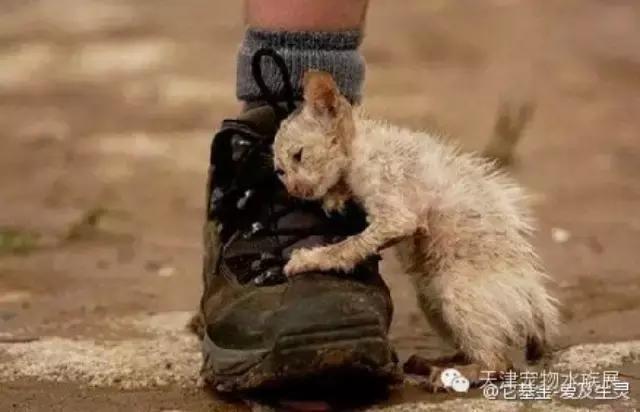 上海流浪狗幼崽被打死,上海宠物狗被打死爱狗人士