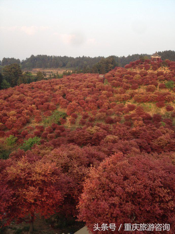 重庆主城区哪里可以看红叶,重庆看红叶哪个景点更好玩