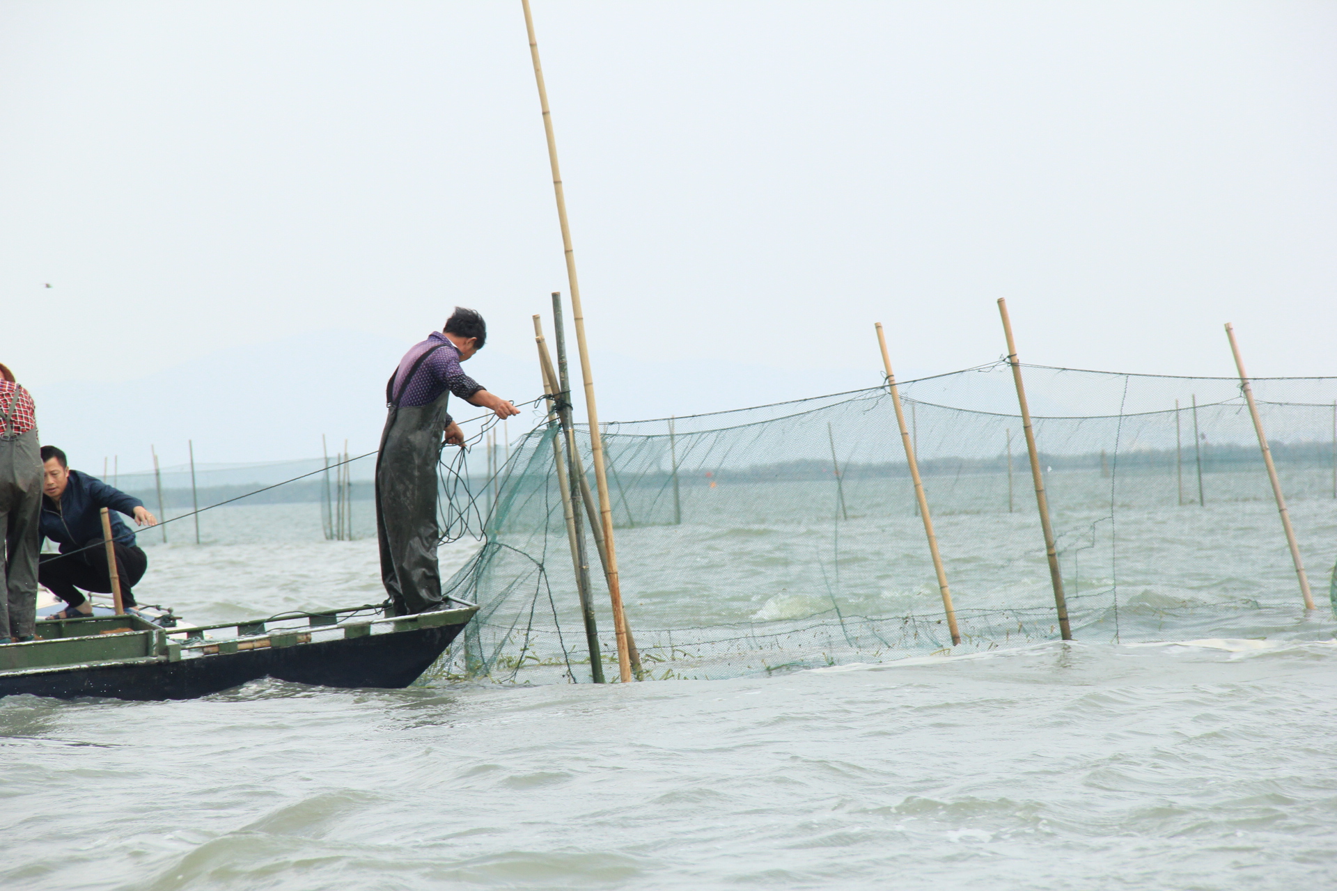 太湖七都美味鱼蟹现捕现吃，还能看鸬鹚，就这么傲娇｜内附视频