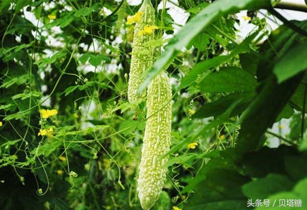 什么蔬菜使胰岛素分泌得最快,哪几种蔬菜属于天然的胰岛素