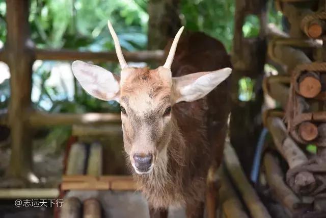 小女孩的三亚游,三亚合适小朋友玩的景区