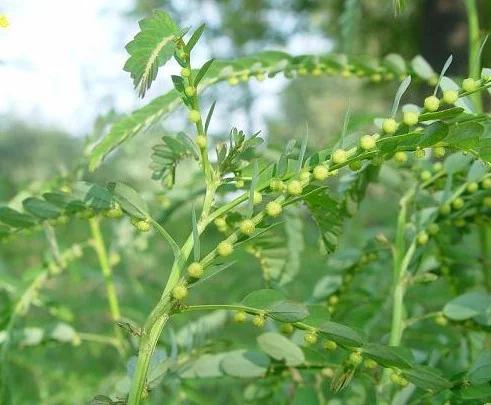 潮汕青草药别名,潮汕青草药别名大全