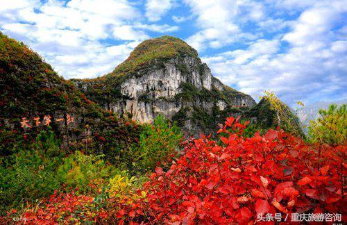重庆主城区哪里可以看红叶,重庆看红叶哪个景点更好玩