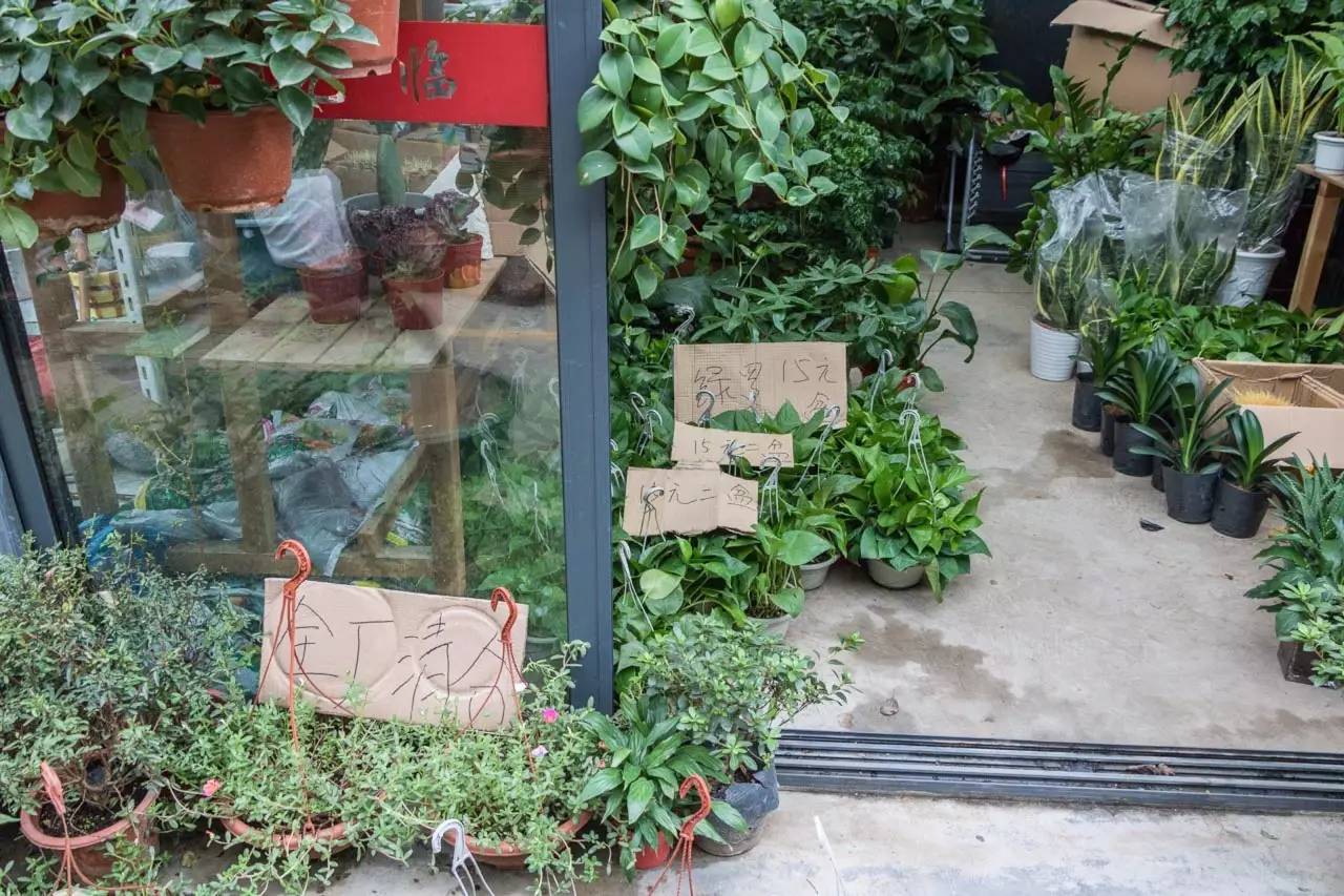 逛花鸟鱼虫市场的视频,逛各种花鸟市场