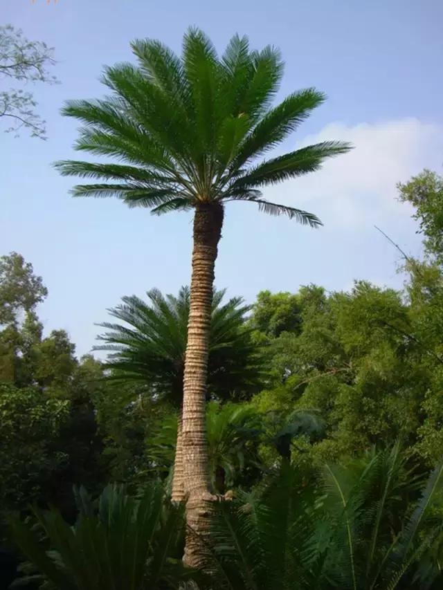 苏铁的产地分布,苏铁原产在哪里