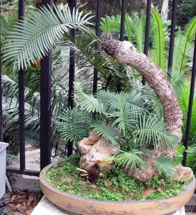 苏铁的产地分布,苏铁原产在哪里