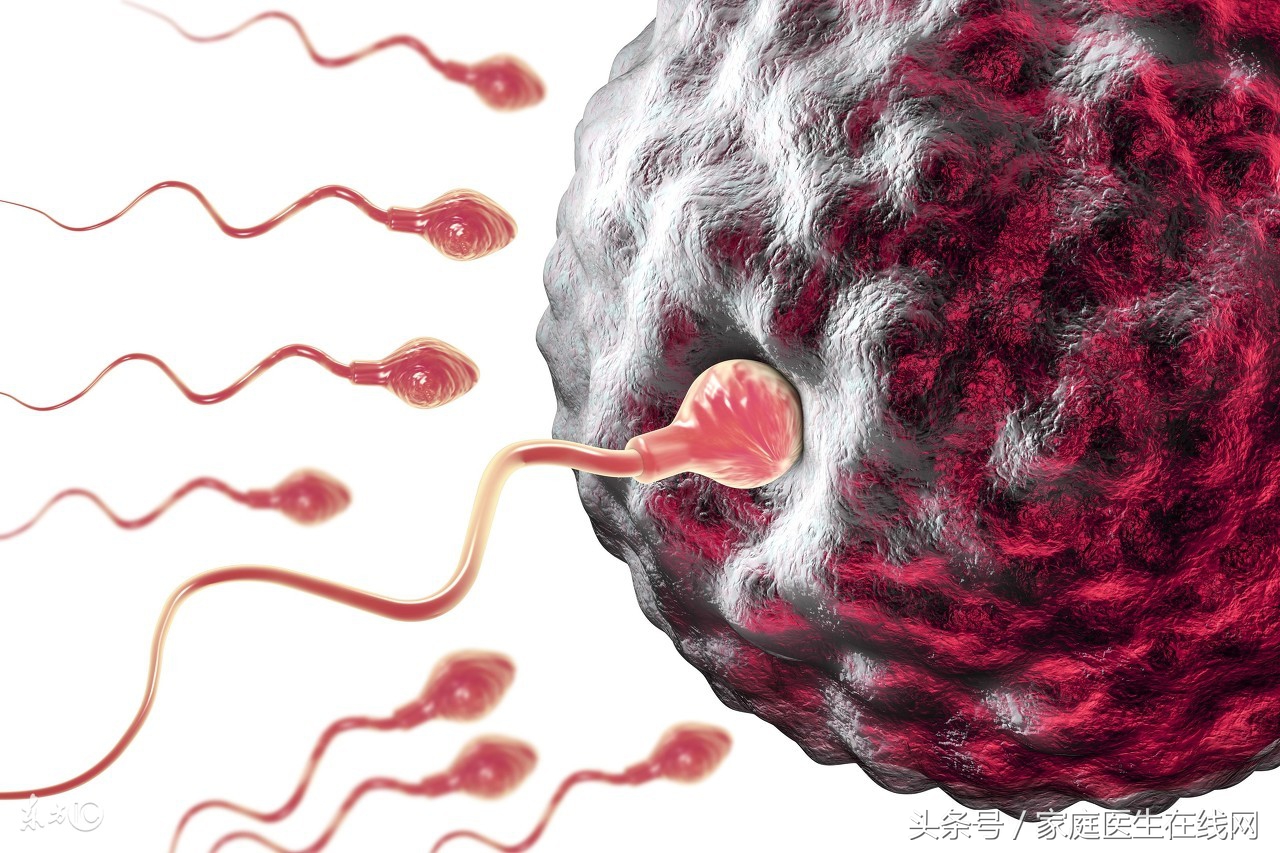 养精补肾的食物有哪些,男人养精的十种食物